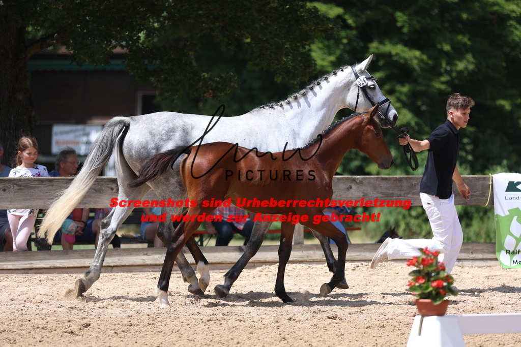 Fohlenschau_Schwäbisch_Hall_springbetonte_Fohlen_KN 24_3 | lmwpictures - Realisiert mit Pictrs.com