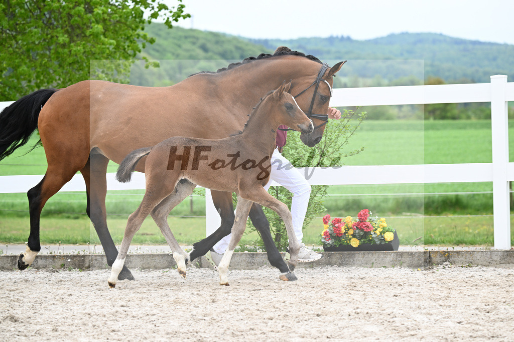 Kat-Nr. 27 HF St. Noble x Sezuan_Fetzer_23260870 | hf-fotografie - Realisiert mit Pictrs.com