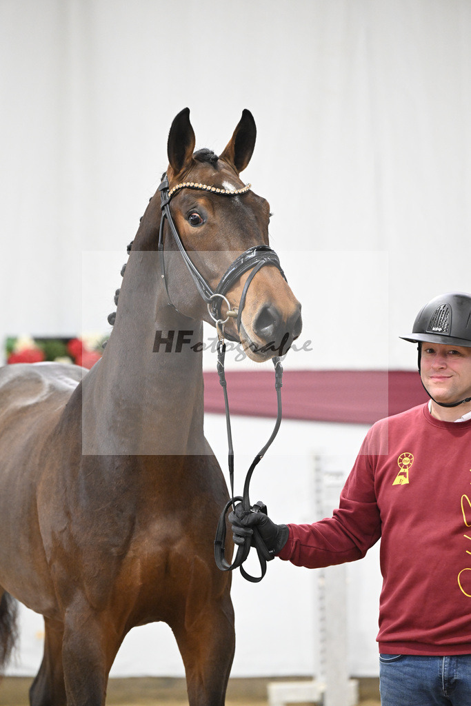 Kat-Nr. 79 Donthargos x Zacharov TN (Zippo)_Georg Wilbers Hengststation Ferienhof Stuecker_47252745 | hf-fotografie - Realisiert mit Pictrs.com