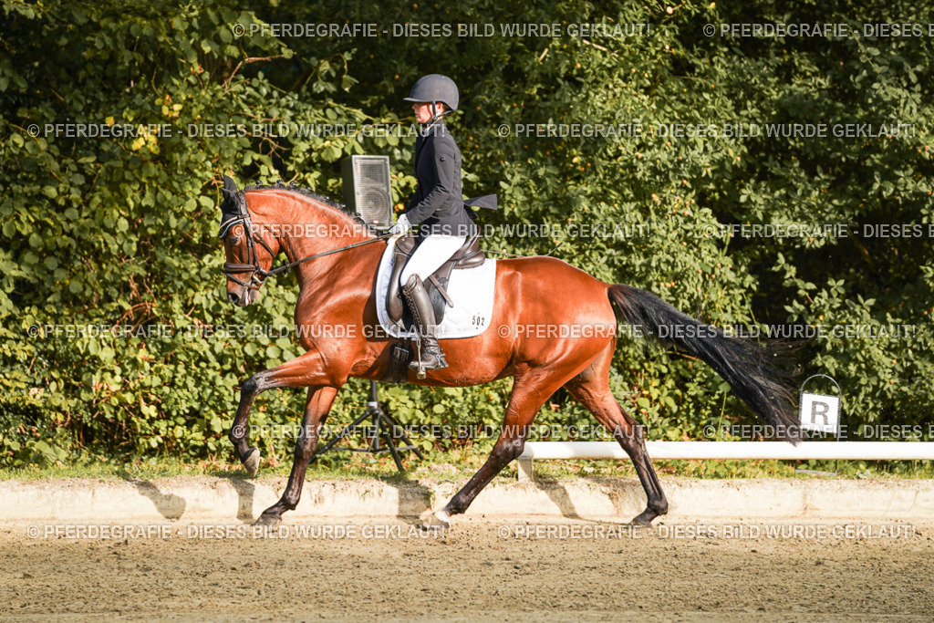 DSC04821 | Pferdegrafie