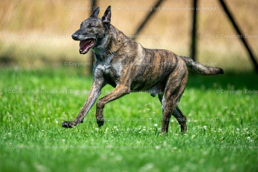 20210728_Schutzhund-in-Bewegung_0008 | Foto: Thomas Hartig