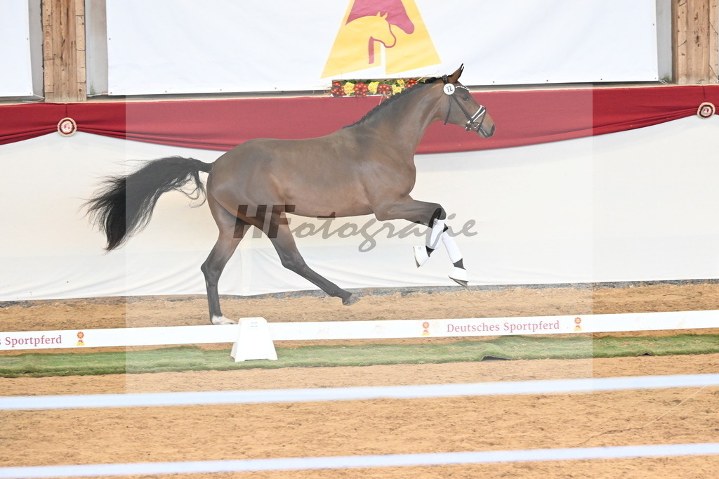 Kat.-Nr. 72 v. Red Viper_Reesink_3260918 | hf-fotografie - Realizzato con Pictrs.com