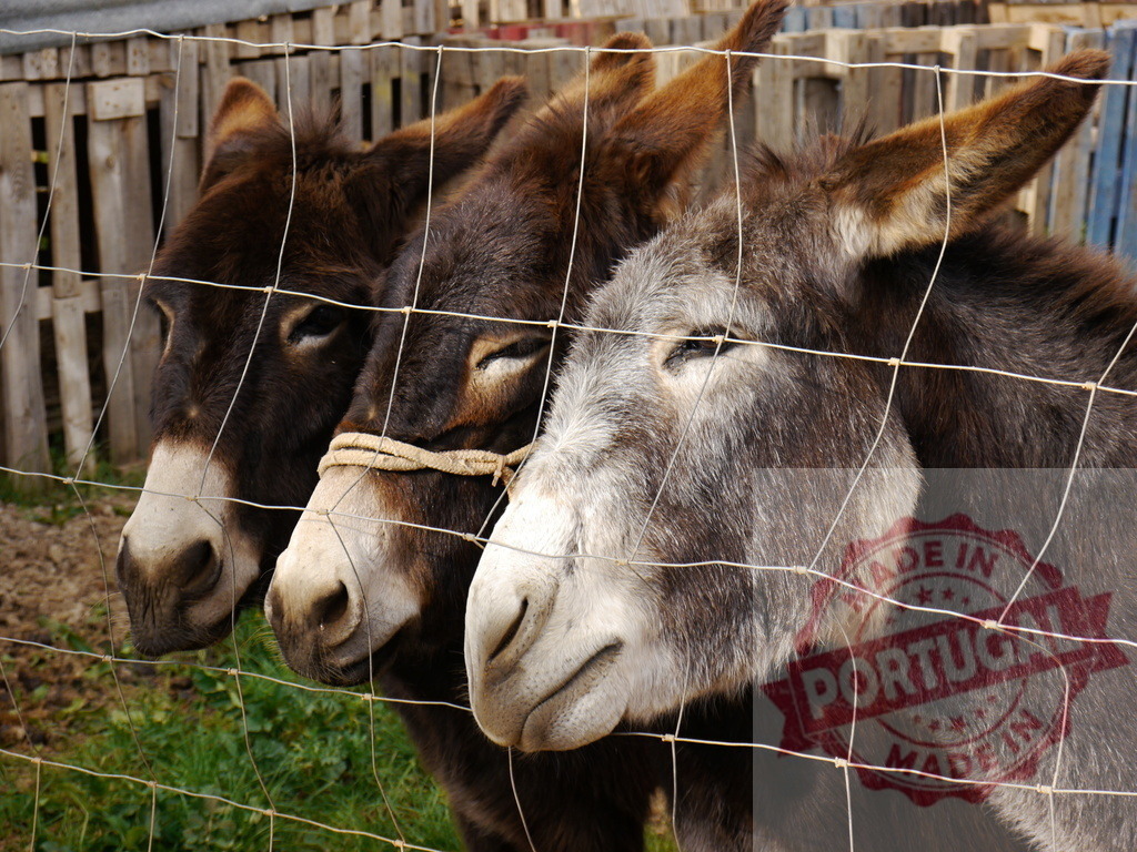 Three donkeys looking through a metal fence | Donkeys standing together behind a fence, looking out in a rural setting - Realized with Pictrs.com