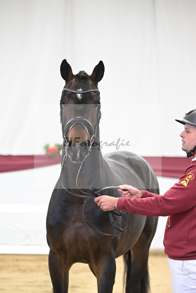 Kat-Nr. 7 Chacoon Blue x Elvis ter Putte_Hansjoerg Harscher_47250088 | hf-fotografie - Realisiert mit Pictrs.com