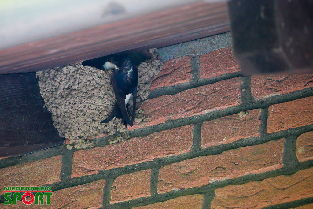 Mehlschwalben_bei_Otto11062025_002 | Bildergalerie von Sport-Ereignissen aber auch von weiteren spannenden Dingen - nicht nur vom Niederrhein. In Anlehnung an den bekannten Spruch von Hanns Dieter Hüsch heißt das Motto: "Niederrhein ist überall".  - Realisiert mit Pictrs.com