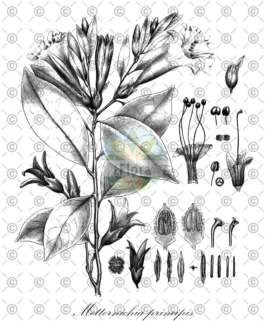 HistAbb_EMP_107698_8_ALPEN_Simple | Historische Abbildung von Metternichia principis - Solanaceae | Historical Illustration of Metternichia principis - Solanaceae