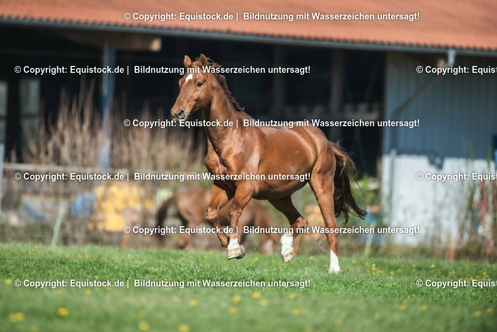 20210426_Pferd-auf-Koppel_0038 | equistock