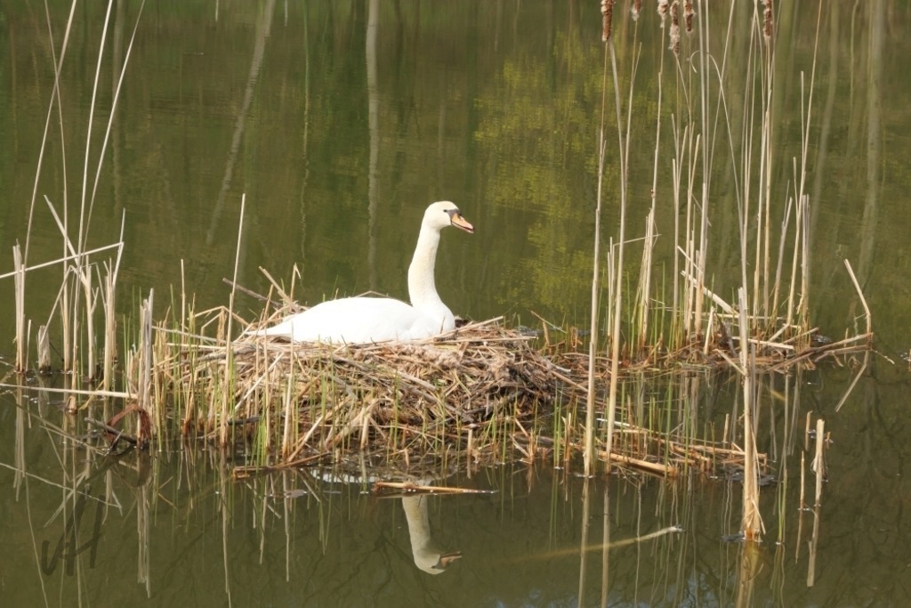 Brütender Schwan im Eisteich Bad Köstritz | Brütender Schwan im Eisteich Bad Köstritz - Realisiert mit Pictrs.com