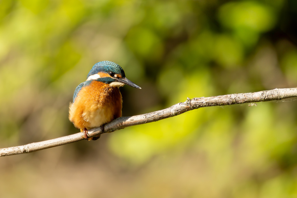 Der Eisvogel | Der Eisvogel (Alcedo atthis) ist aufgrund seines leuchtend bunten Gefieders und seiner pfeilschnellen Jagdweise eine der auffälligsten und schönsten Vogelarten Mitteleuropas. Er wird oft als "fliegender Edelstein" bezeichnet und dient als wichtiger Indikator für die Gesundheit und Naturnähe von Gewässern. - Realisiert mit Pictrs.com