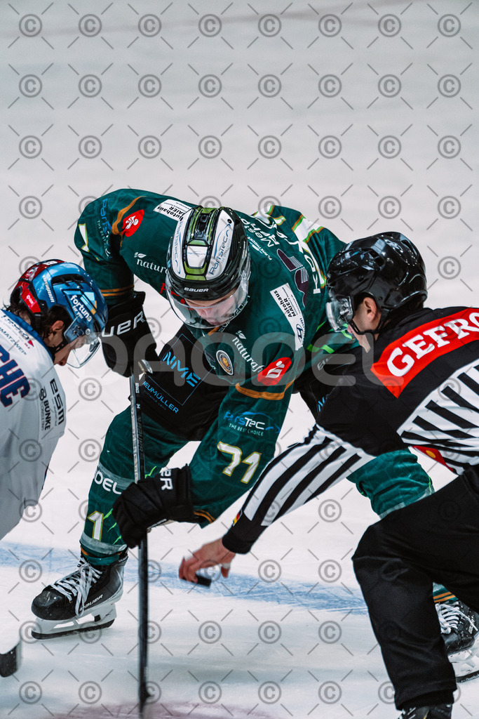 Alligators_vs_Selb_13_09_2026-40 | Die Fotogalerie von Daddel: professionelle Bilder von Sport, Events und Unternehmen aus Franken. Jetzt Galerien durchstöbern und Lieblingsfotos bestellen. - Realisiert mit Pictrs.com