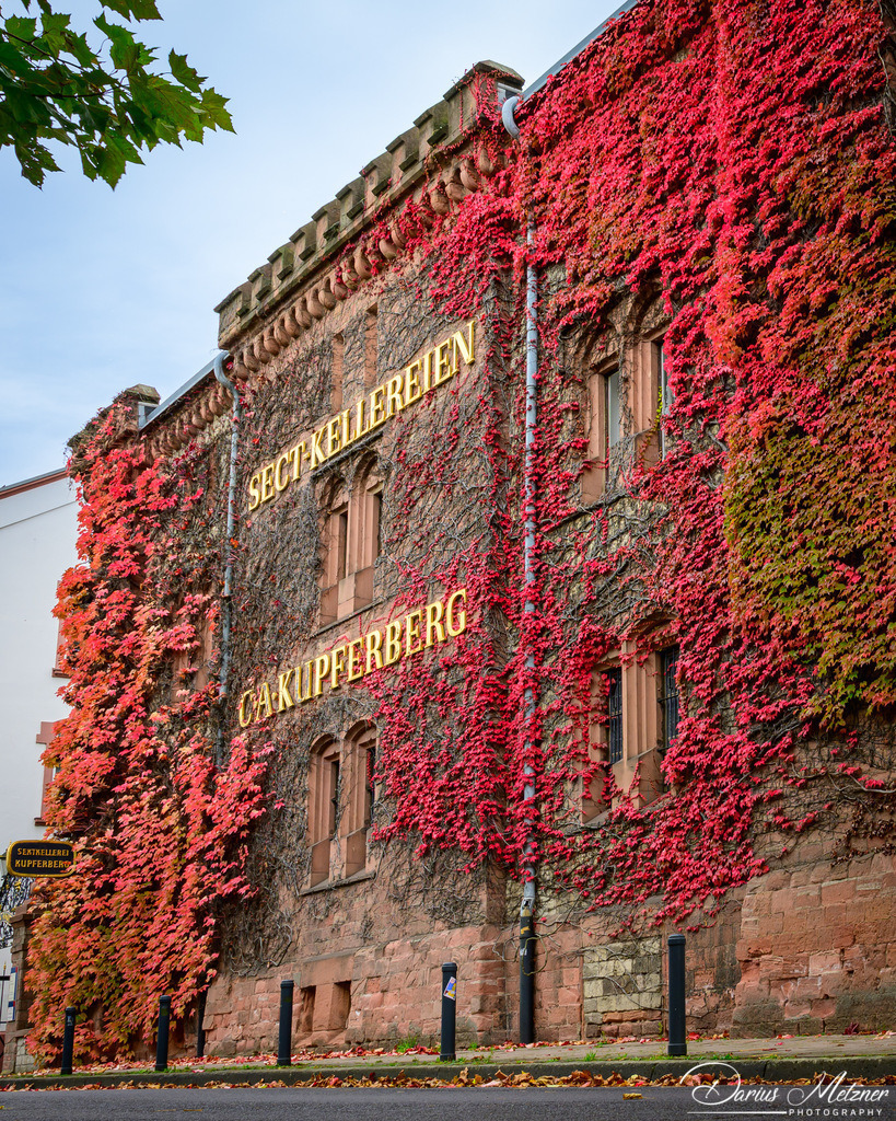 DSC_4728 2 | Fotografien, Fotos und Bilder aus Mainz, Frankfurt, Wiesbaden und anderen Orten auf der Welt - Fotografiert von Darius Metzner