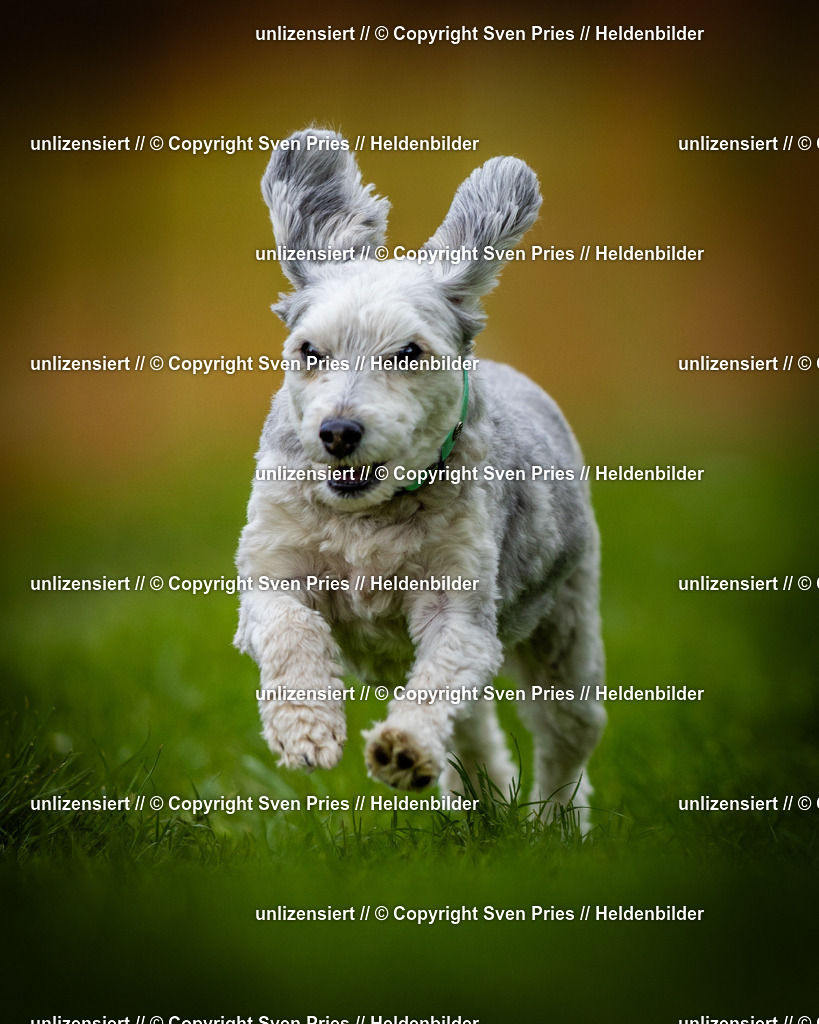 Sven Pries | 2025-04-13 - Hunderennen Baden-Baden - Realisiert mit Pictrs.com