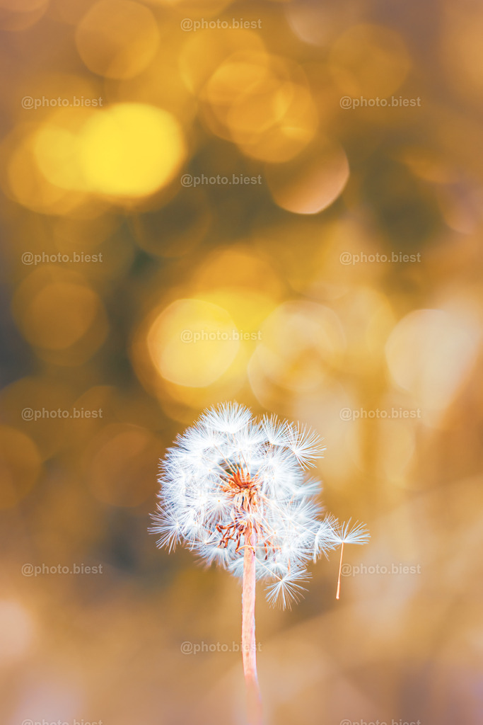 Goldhimmel | Eine Pusteblume im goldenen Bokeh. - Realisiert mit Pictrs.com