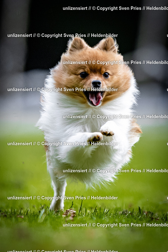 Sven Pries | 2025-10-03 - Hunderennen Obergrombach - Realisiert mit Pictrs.com