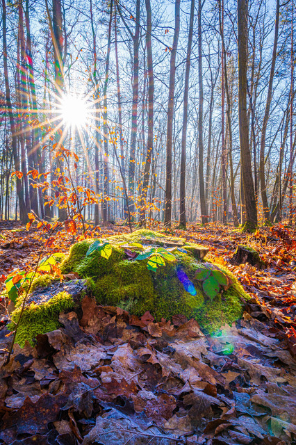 Wald mit Sonnenschein | Professionelle Natur- & Landschaftsfotos als Poster, auf Leinwand & viele mehr. Wähle aus einer Vielzahl an Formaten & Materialien Dein perfektes Bild. - Realisiert mit Pictrs.com