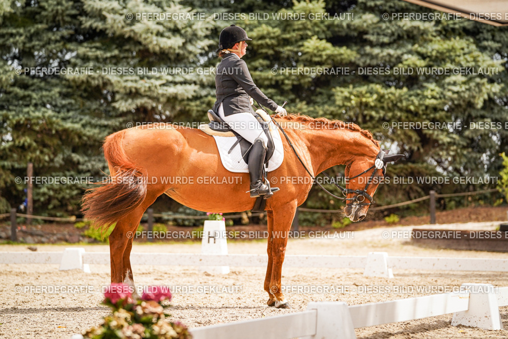 DSC01880 | Pferdegrafie