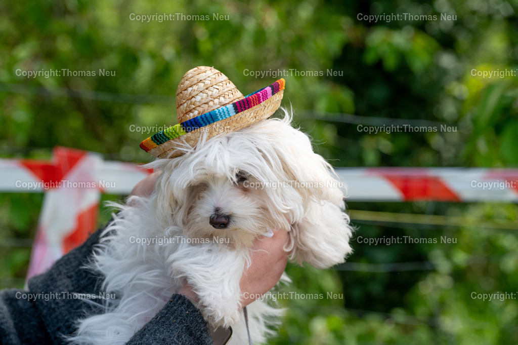 DSC_9641 | Stadtmagazin, Kolumne Sombreros,    bei der Weinlagenwanderung gesehen, Bild: Thomas Neu