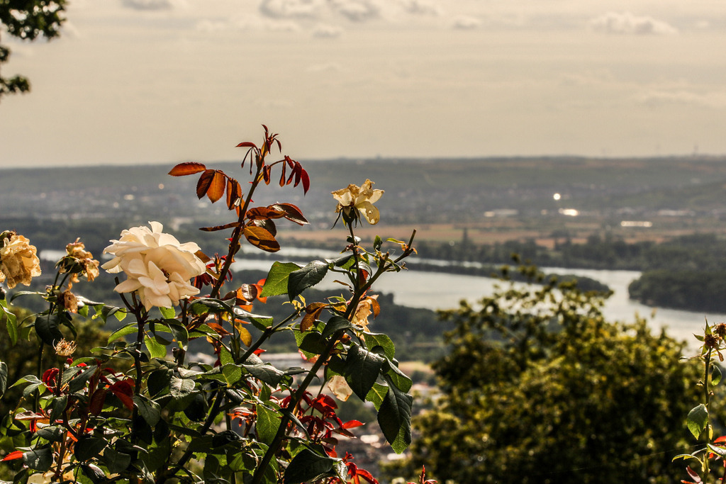 IMG_5301 | ehrlichefotos - Realisiert mit Pictrs.com