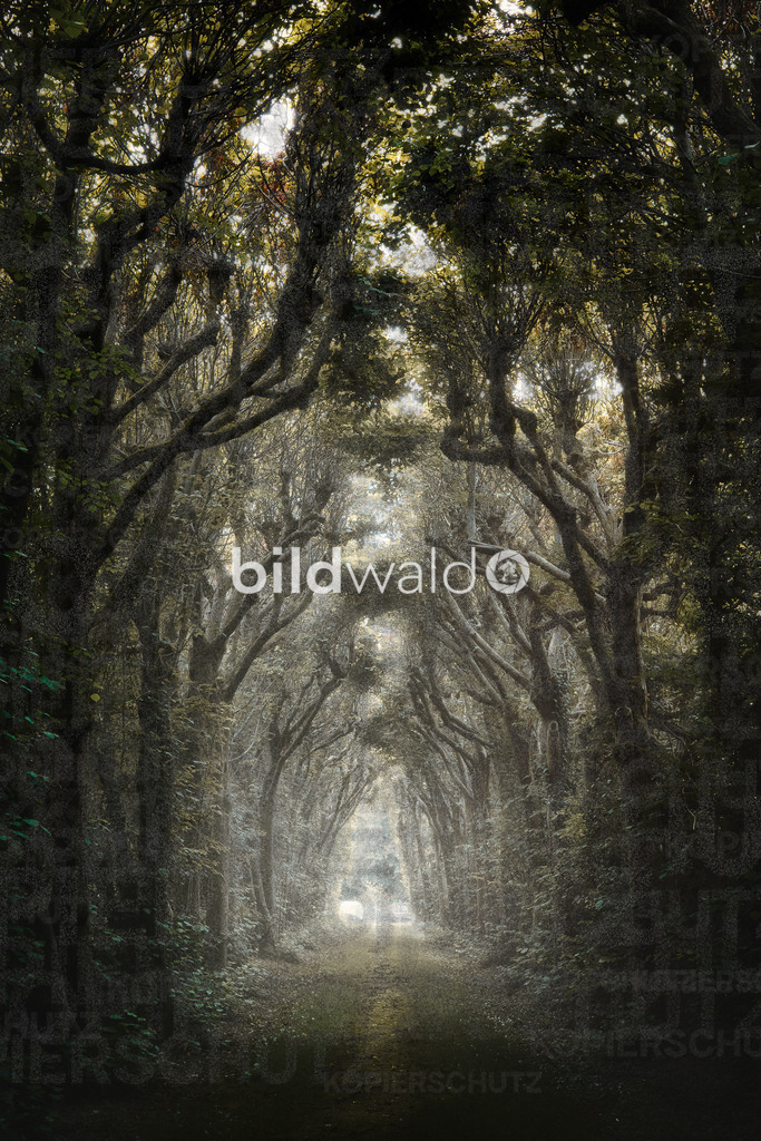 _A7_5832-Bearbeitet | BILDWALD - eine Auswahl an Bildern von Thomas Perrotton zum bestellen und genießen. Alle Bilder von Thomas Perrotton - Alle Bilder mit einer SONY Kamera gemacht - SONY TAMRON SIGMA PHOTOSHOP LIGHTROOM BILDWALD Online kaufen Bilderwald Wandbilder - Realisiert mit Pictrs.com