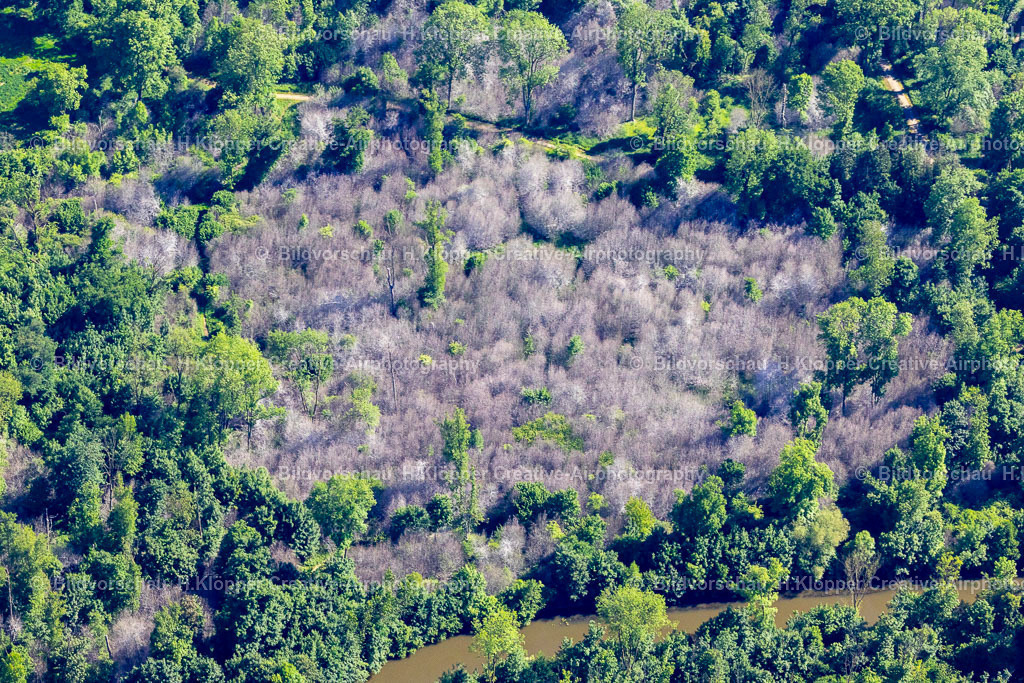 Luftbild Grevenbroich-3488 | Luftbildfotografie und Luftbild Entlaubte kahle Bäume durch Schädlingsbefall der "Gespinstmotten " in einem Waldgebiet in Grevenbroich im Bundesland Nordrhein-Westfalen, Deutschland - Realisiert mit Pictrs.com
