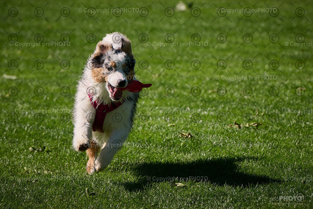 177_202509_4Hundebadetag_NZ9_2703 | proPHOTO - Realisiert mit Pictrs.com