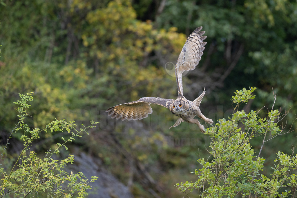 R6NF8225 | Der Uhu ist die größte europäische Eulenart. Nachdem er lange bejagt wurde, entspannt sich die Situation mittlerweile wieder aufgrund strenger Naturschutzgesetze und einiger Auswilderungsprojekte. Der Uhu brütet in unterschiedlichen Landschaften und ist streng nachtaktiv. Ein markantes Merkmal sind die großen Federohren, die je nach Laune hoch aufgestellt oder angelegt werden können. - Realisiert mit Pictrs.com