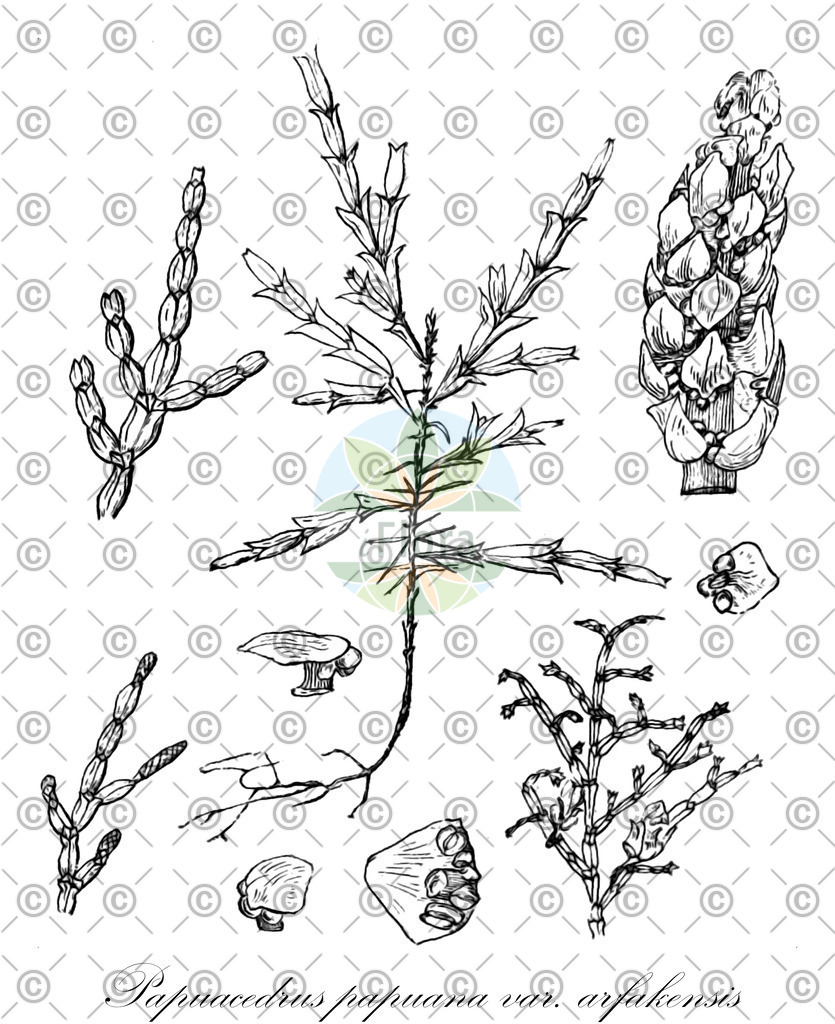 HistAbb_wfo-0001230000_1_ENZY_Simple | Historische Abbildung von Papuacedrus papuana var. arfakensis - Cupressaceae | Historical Illustration of Papuacedrus papuana var. arfakensis - Cupressaceae