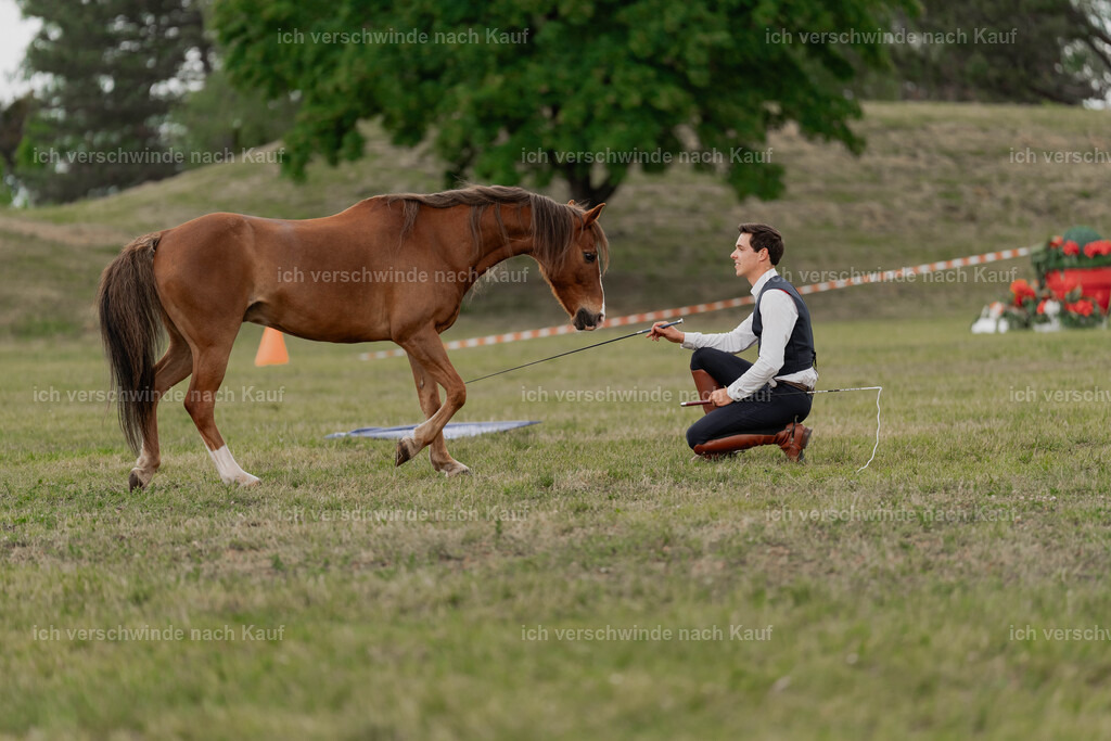 Showprogramm-415 | working equitationturnier fotograf videograf stoibphotography marixx film working equitation deutschland reitsport turnierfotografie eventfotografie equestrian events