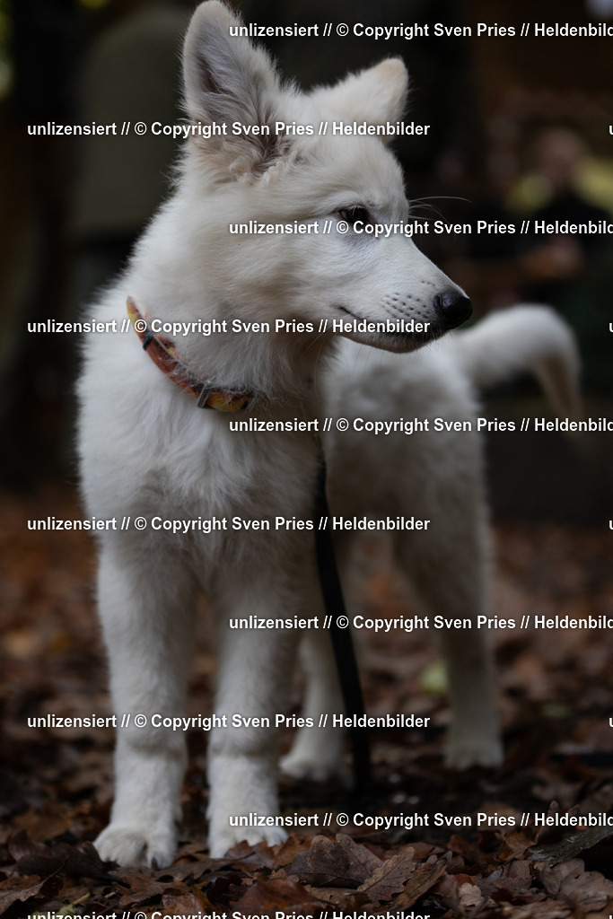 Sven Pries | 2024-10-19 - Hunderennen Ober-Grombach Schutzhunde - Realisiert mit Pictrs.com