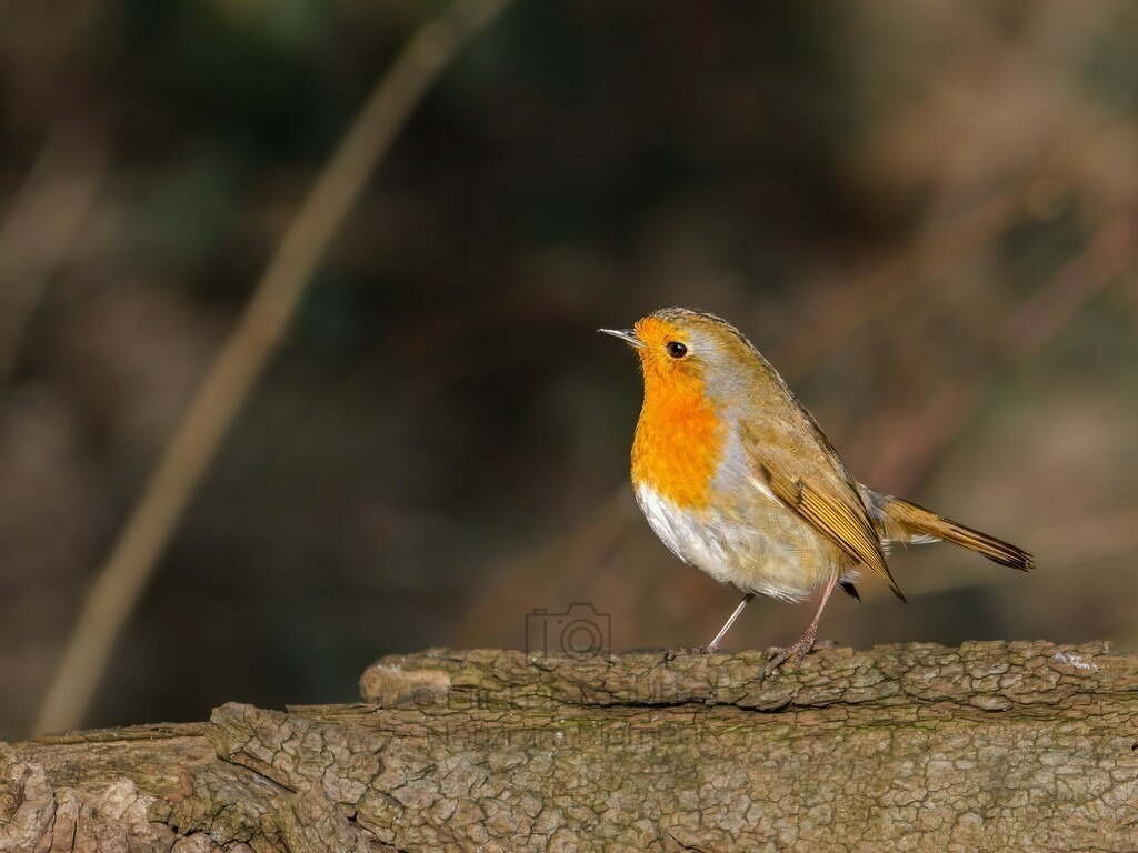P1004364-Bearbeitet-2024-LR | Natur im Moment - Realisiert mit Pictrs.com