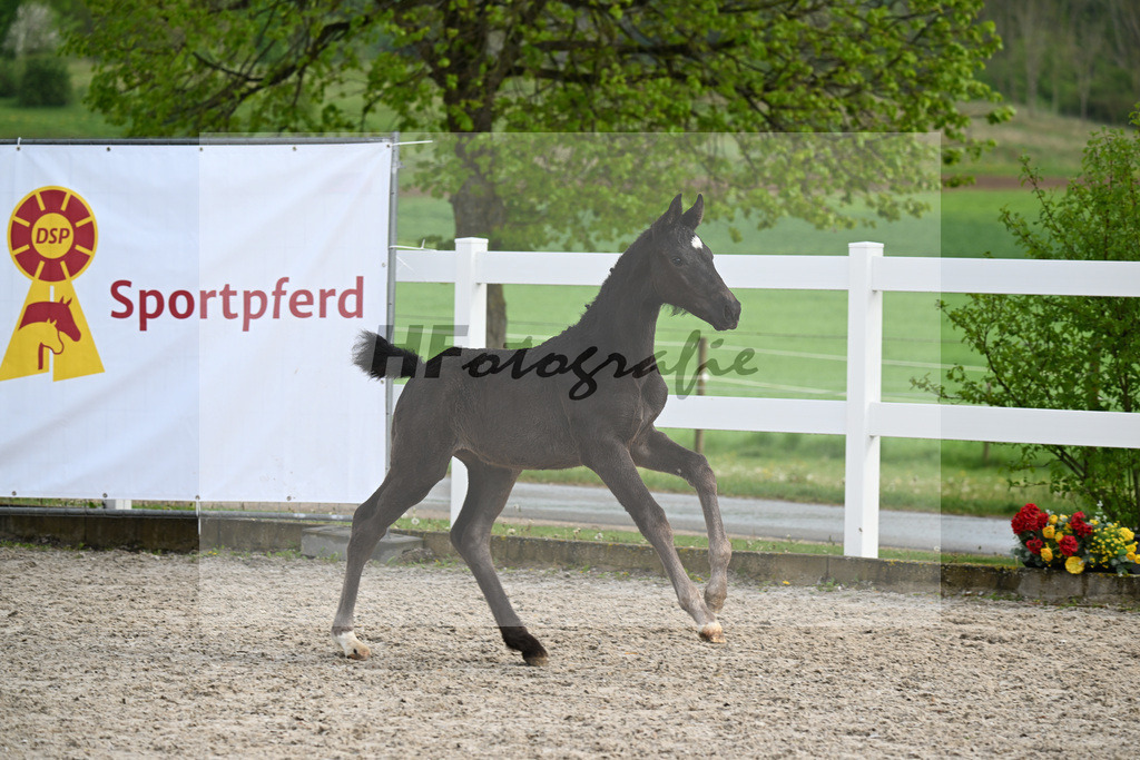 Kat-Nr. 51 SF Vitalis x Fuerstenball_Geng_23261737 | hf-fotografie - Realizzato con Pictrs.com
