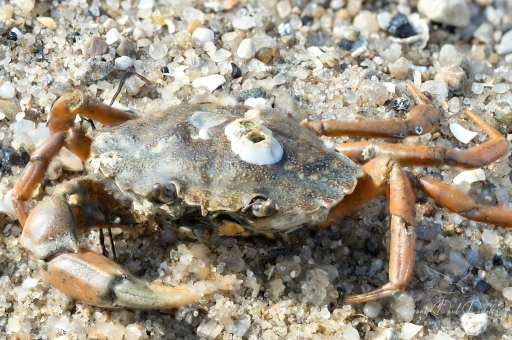 5120F56D-FF89-490E-8EF4-E645EEFFC3D2 | Franz Podek