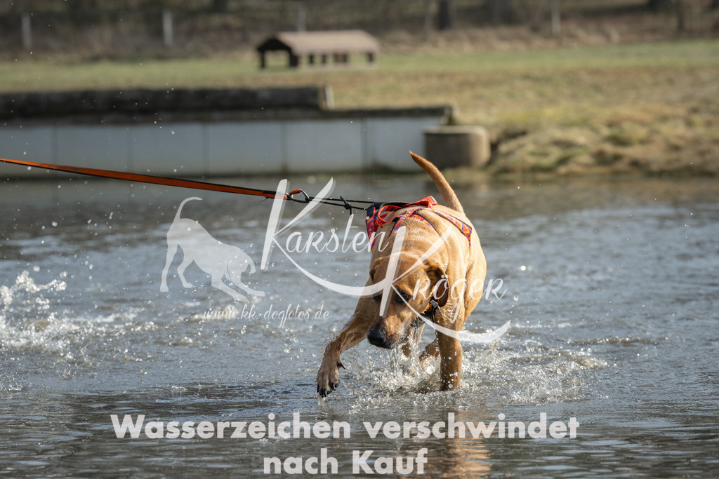 1233_ZZ90564 | kk-dogfotos