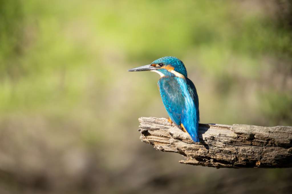 Der Eisvogel | Der Eisvogel (Alcedo atthis) ist aufgrund seines leuchtend bunten Gefieders und seiner pfeilschnellen Jagdweise eine der auffälligsten und schönsten Vogelarten Mitteleuropas. Er wird oft als "fliegender Edelstein" bezeichnet und dient als wichtiger Indikator für die Gesundheit und Naturnähe von Gewässern. - Realisiert mit Pictrs.com