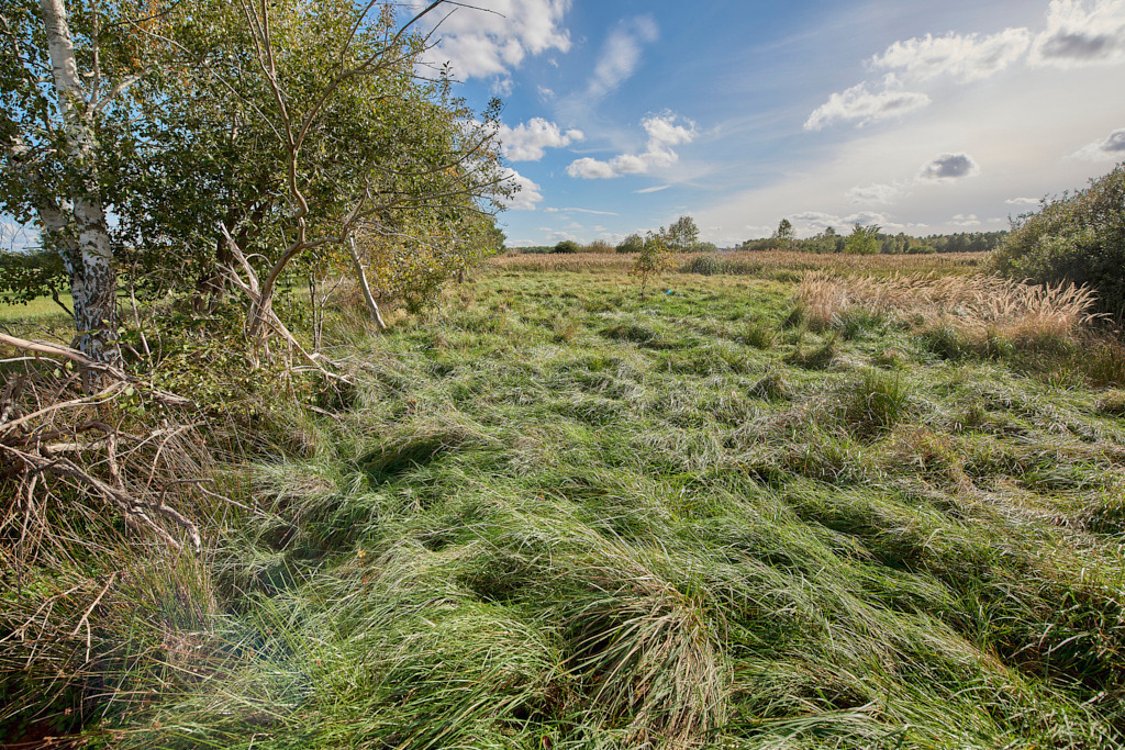 Feuchtgebiet am Nordrand zwischen Gruhno und Friedersdorf 05 | Bedeutsame Landschaften Deutschlands - Realisiert mit Pictrs.com
