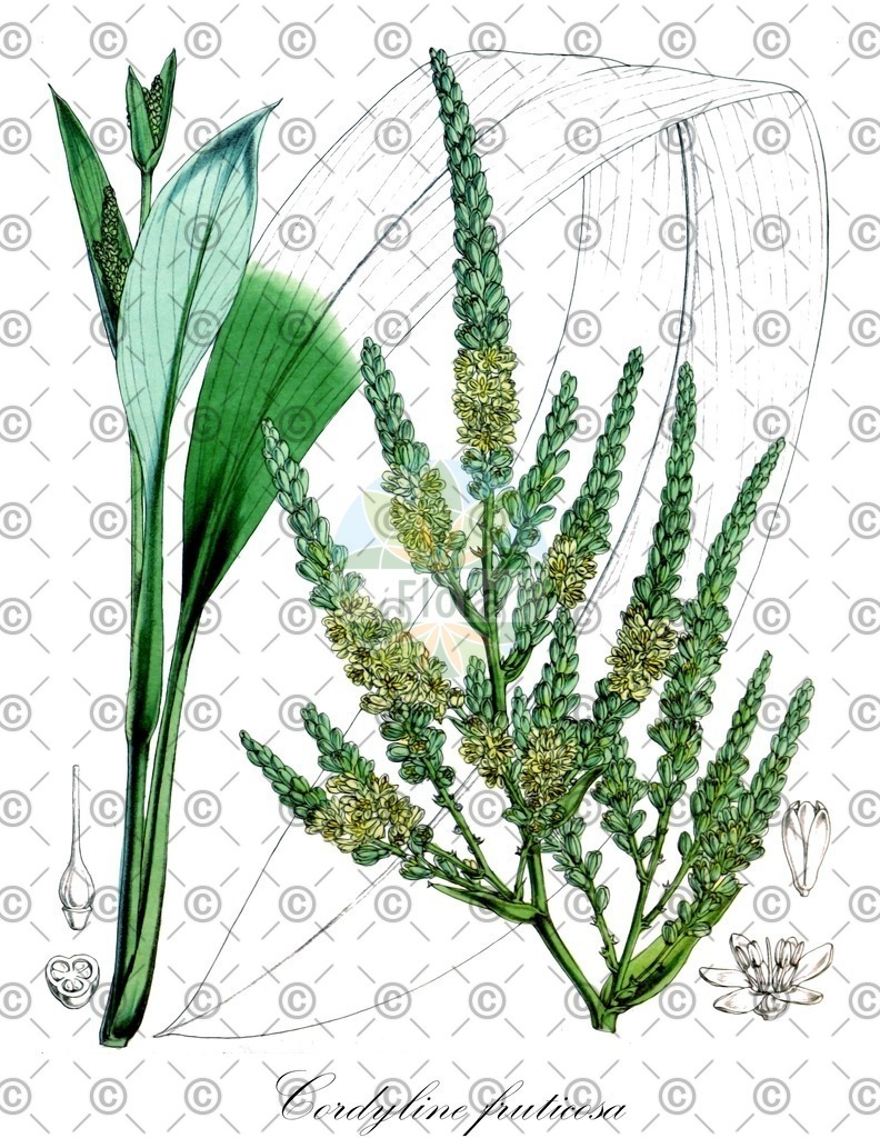 HistAbb_wfo-0000764243_1_ENZY_Simple | Historische Abbildung von Cordyline fruticosa - Asparagaceae | Historical Illustration of Cordyline fruticosa - Asparagaceae