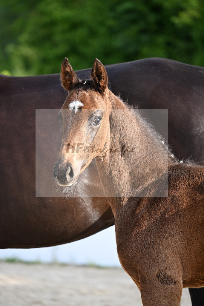 Escaneno x San Amour I_HF_Ederle_13250143 | hf-fotografie - Realizzato con Pictrs.com