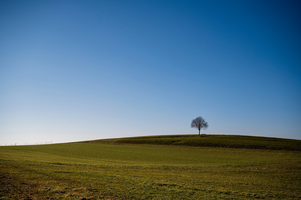 Mystische Bäume - Matzingen, Schweiz | Die Mystik der Bäume unterscheidet sich je nach Jahreszeit  - Realisiert mit Pictrs.com