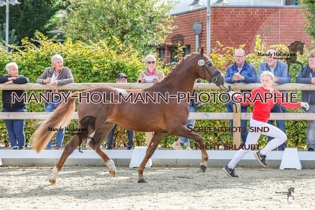 32-13 | mandyhollmannphotographie