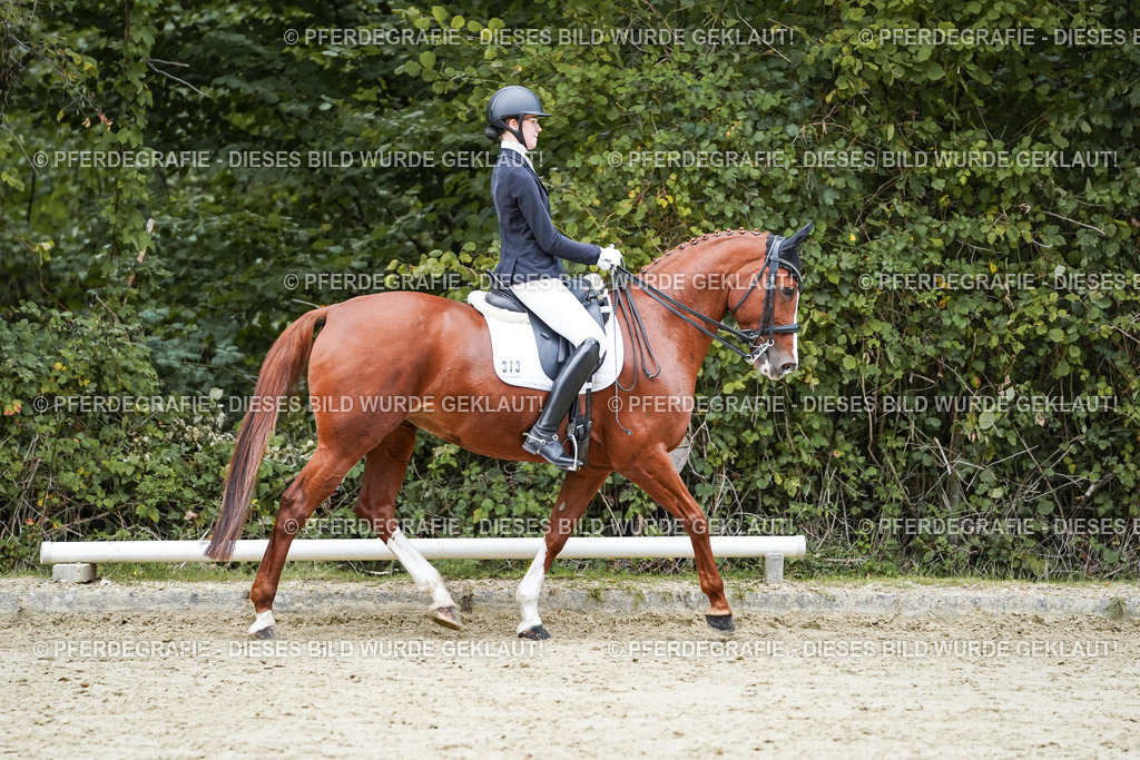 DSC00754 | Pferdegrafie