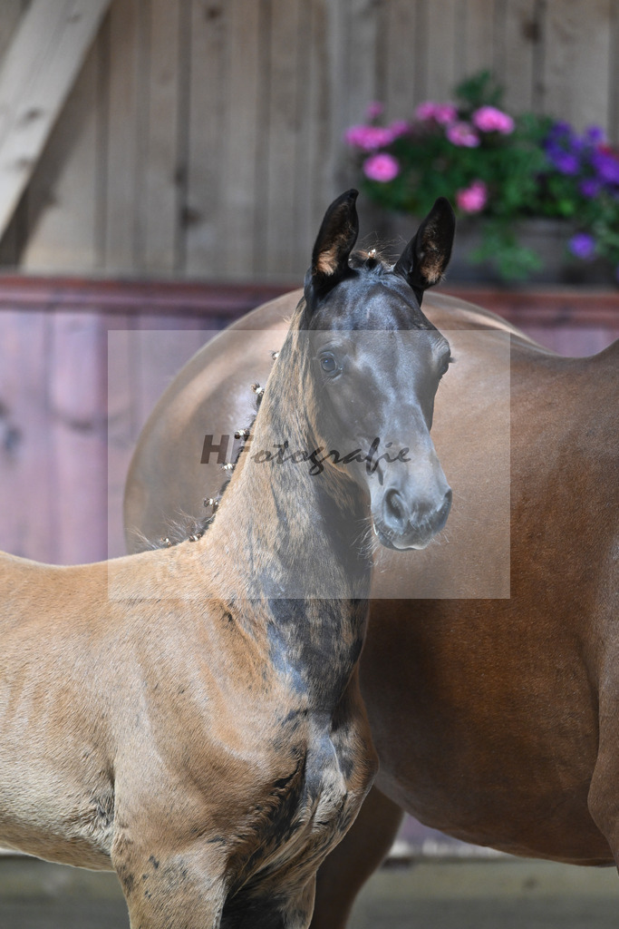 Kat-Nr. 24 SF Bon Esprit x Samico_Haarmann_32240098 | hf-fotografie - Realisiert mit Pictrs.com