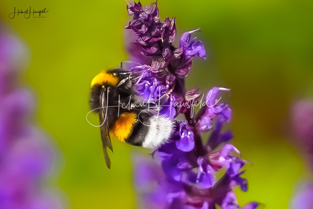DSC09955 | Landschaftsfotografie, Naturfotografie - Realisiert mit Pictrs.com