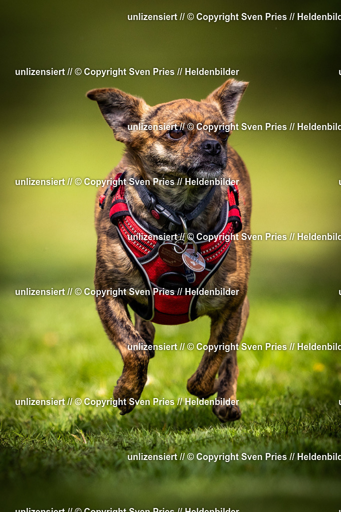 Sven Pries | 2025-04-13 - Hunderennen Baden-Baden - Realisiert mit Pictrs.com