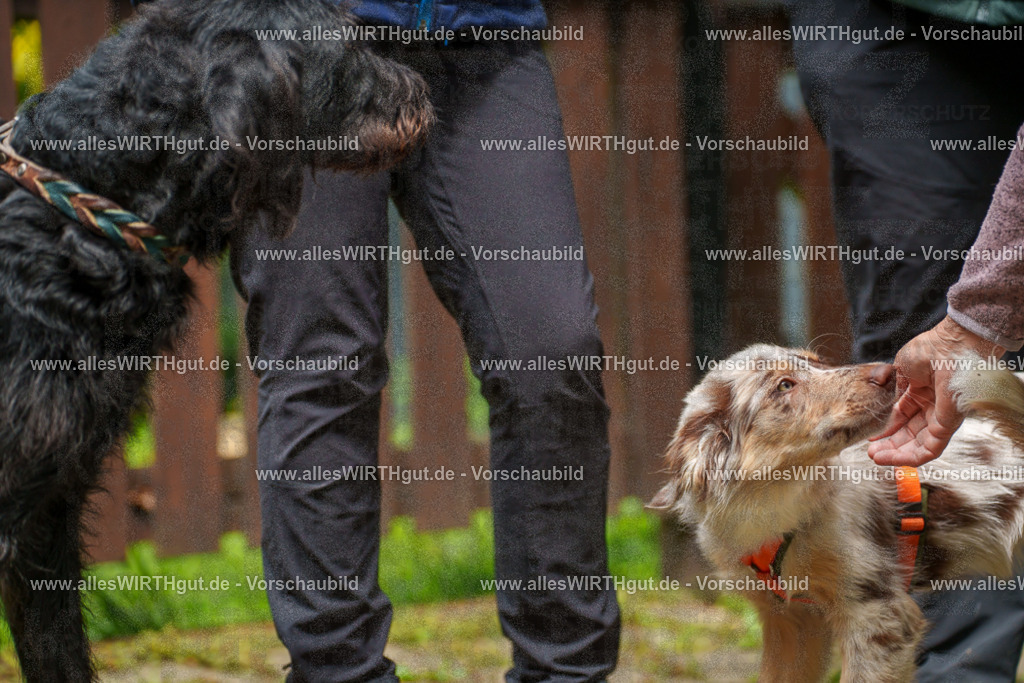 @allesWIRTHgut_Tierfotografie - www.allesWIRTHgut.de - 113945-7R508470 | Professionelle Tierfotografie in Mönchengladbach von Daniel Wirth (allesWIRTHgut). Liebevolle & natürliche Bilder von Hunden & Katzen für unvergessliche Erinnerungen.