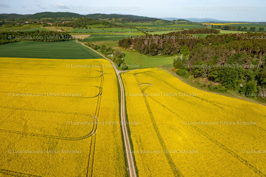 10049-51936 - Blühende Rapsfelder | Stockfoto und Bilderpool mit Bildmaterial aus Deutschland, dem Harz, Halberstadt, Quedlinburg, Wernigerode und weltweit. Qualitativ hochwertige und professionelle Fotos anschauen und kaufen. - Realisiert mit Pictrs.com