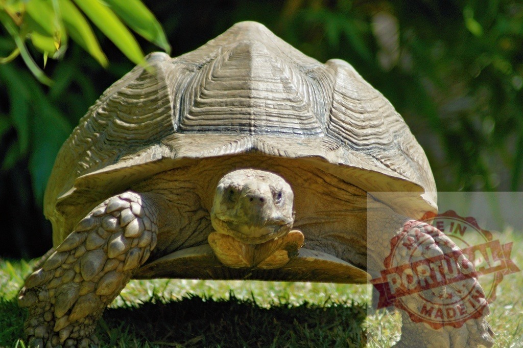 Giant Tortoise Walking on Grass in front of Green Foliage | Large tortoise slowly walking on short green grass with blurred green foliage in the background - Realized with Pictrs.com