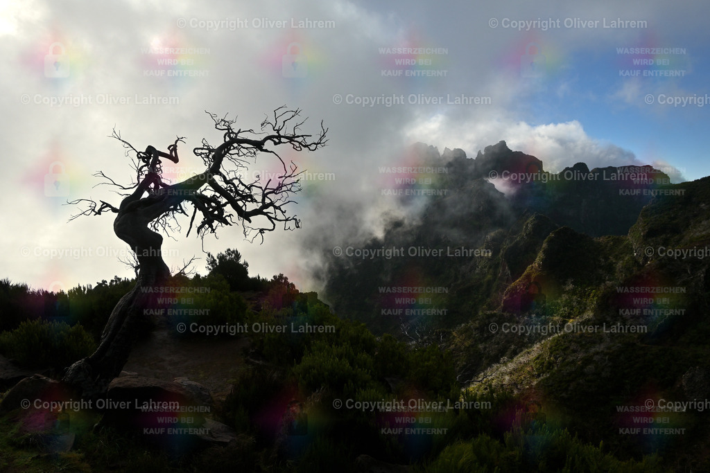 In den Bergen Madeiras | Die Berge Madeiras verstecken sich teilweise hinter Nebel und Wolken, und im Vordergrund steht ein Bizarr gewachsener Baum