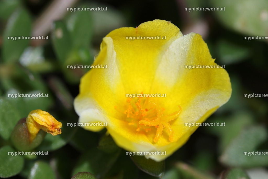 Portulakröschen-005 | Das Bilderarchiv über Tiere, Planzen und Landschaften. In der Bilddatenbank finden Sie ein große Auswahl an hochwertigen Bilder für Ihre Werbung - Realized with Pictrs.com