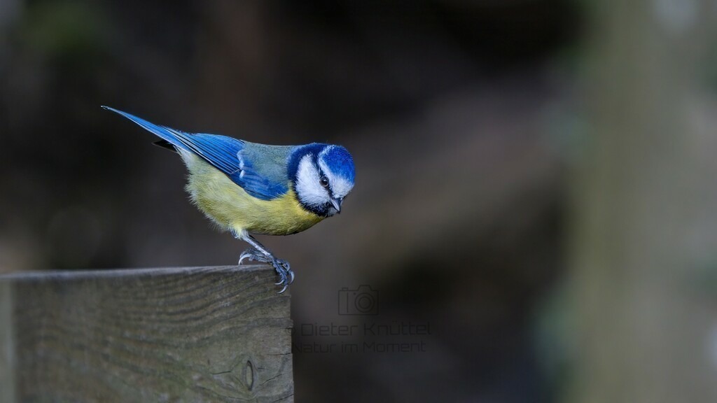 P1003298-Bearbeitet-2024-LR | Natur im Moment - Realisiert mit Pictrs.com