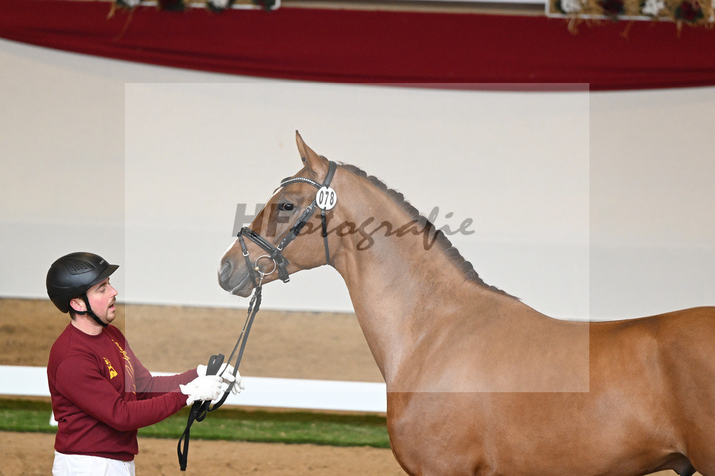Kat-Nr. 78 Viva Gold_Casper u Eulich_1230478 | hf-fotografie - Realisiert mit Pictrs.com